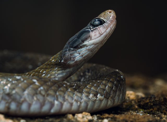 bowtie snake