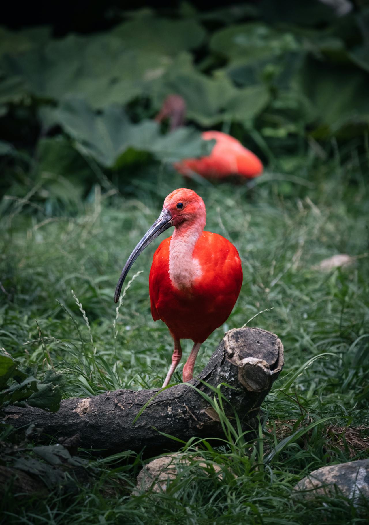 muppet with a long hooked beak