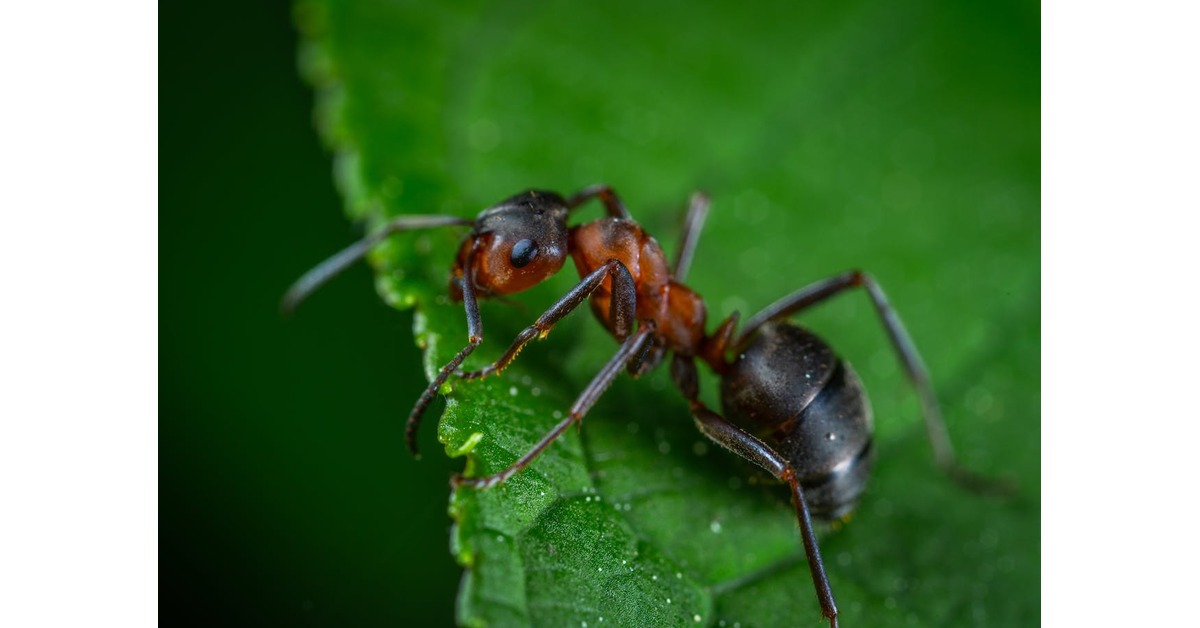 ant with bindle